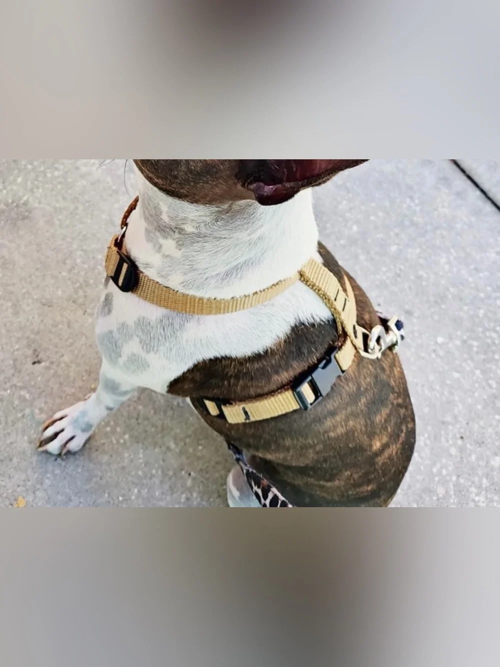 Premium Paw Gear Tan Adjustable Dog Harness/Collar Combo - Like New
